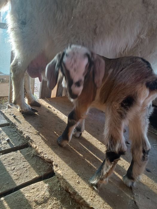 Продаётся коза с козлятами