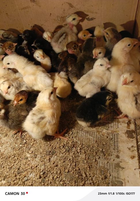 Циплята домашные