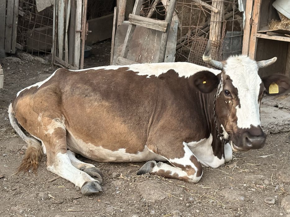 Vand vaca si vitea