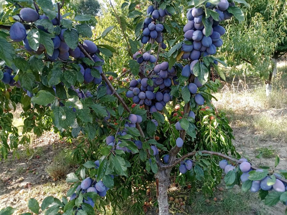 prune de vanzare