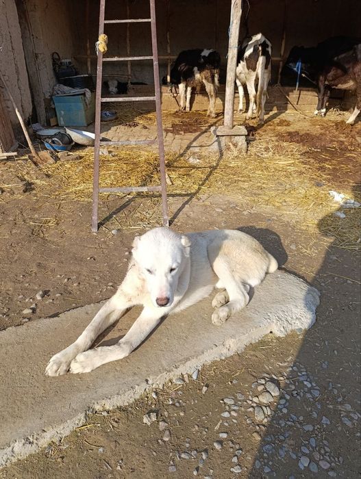 Азиатской Алабай