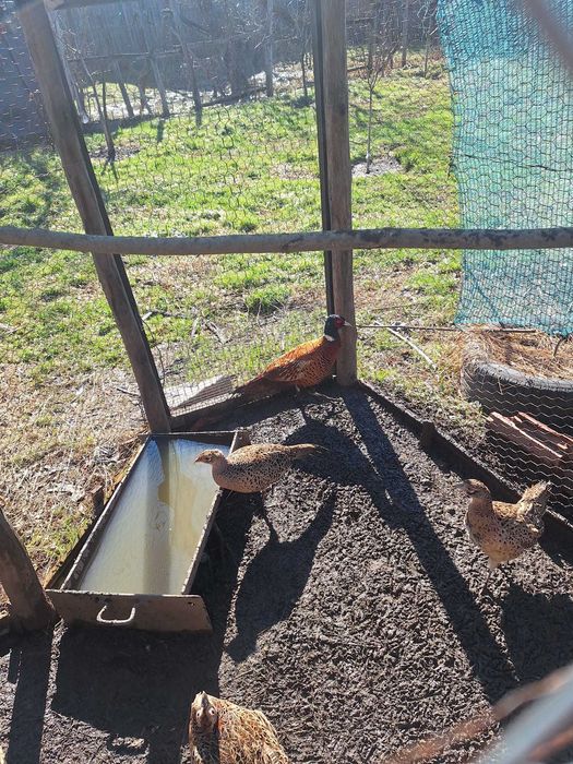 Vând pereche de fazani comuni