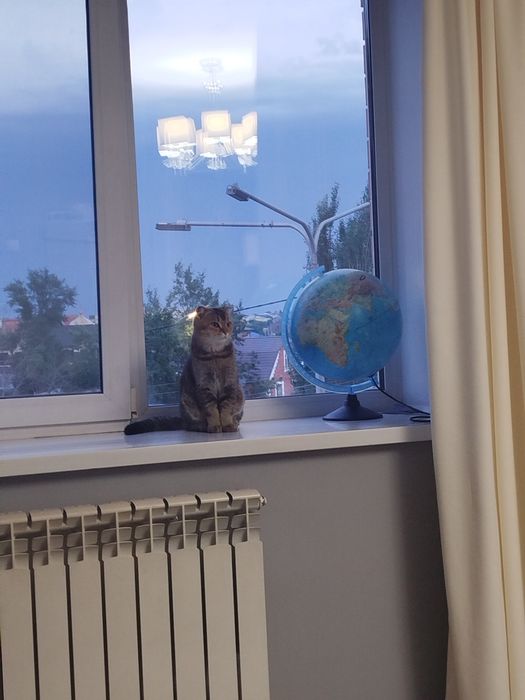 Продам котенка 5 месяцев