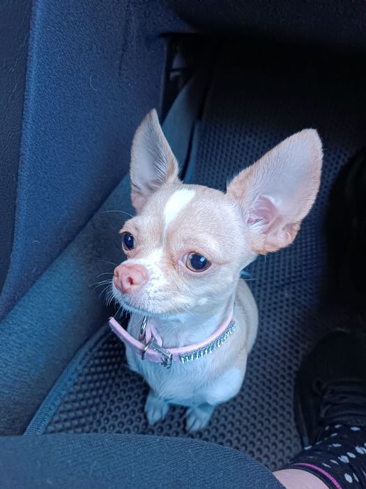 Ищем мальчика чихуахуа