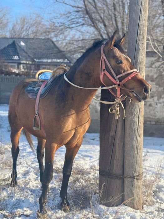 Продаю срочно лошадь