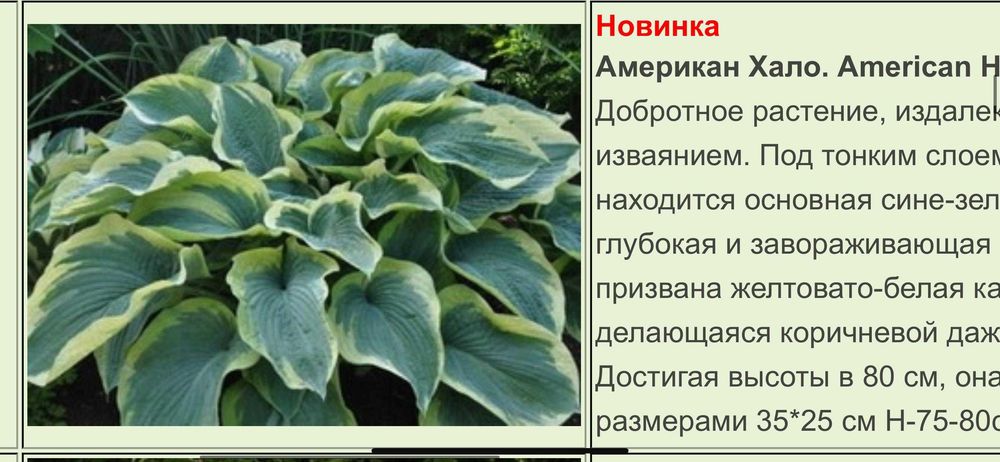Продам цветы хосты от 1000 т
