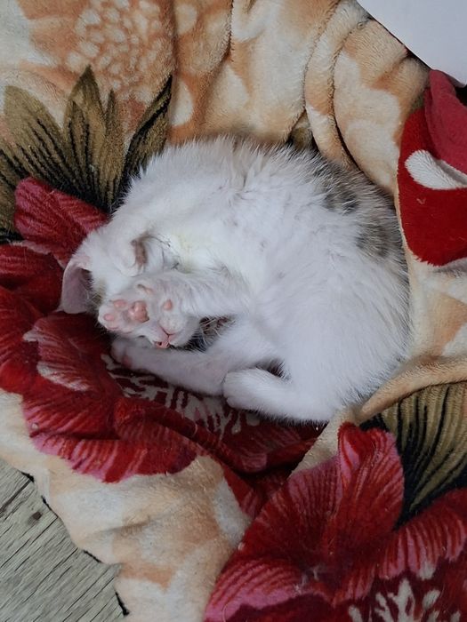 Отдам котёнка девочка