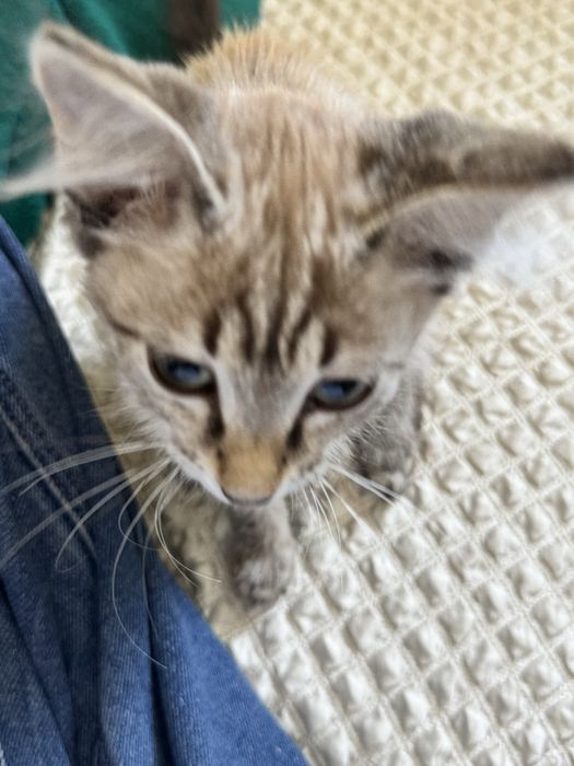 Котенок ласковая