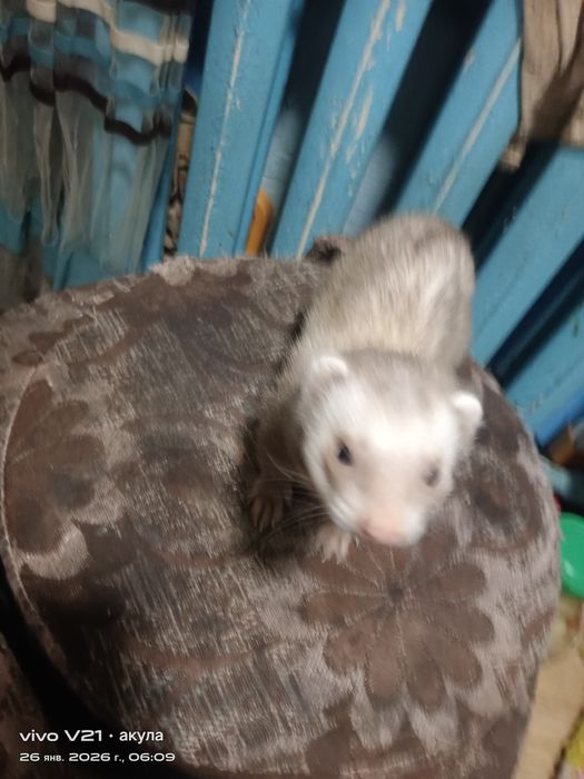 Продам хорька умный