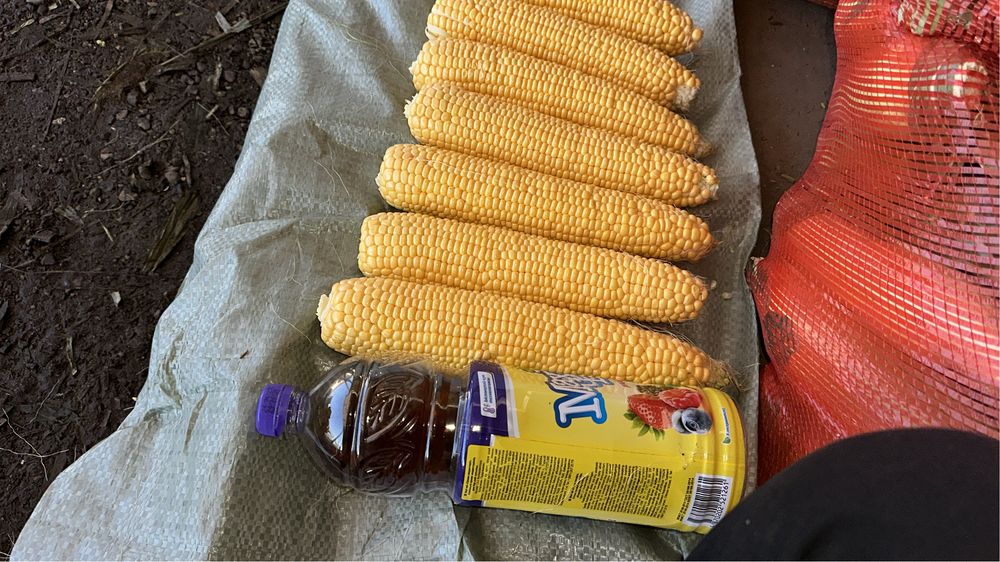 Кукуруза/Жүгеріі