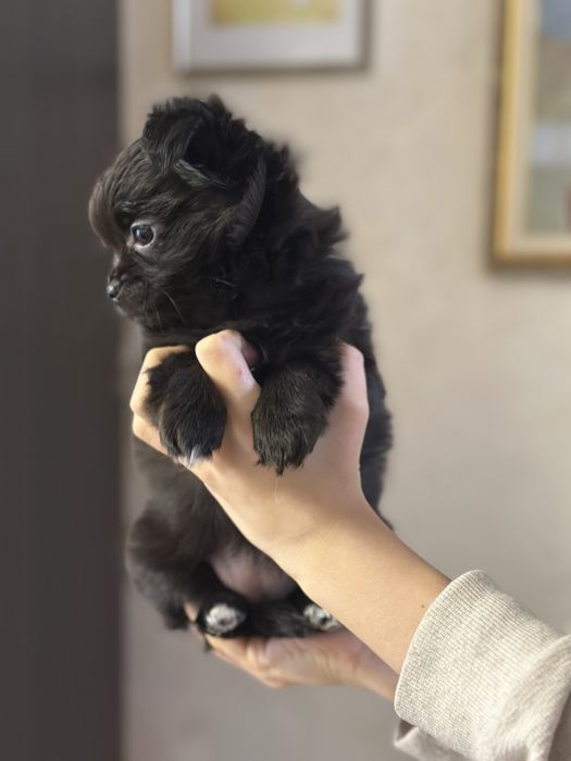 Женско куче чихуахуа на 2 месеца