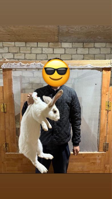 Бір пар строкач сатылады