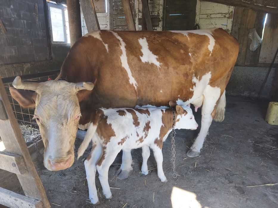 Vând vaca+vițea Bălțata Romaneasca