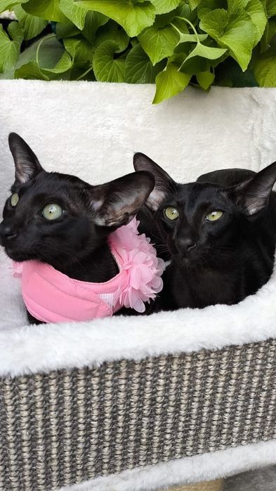 Ориентальные КОТЯТА!  Под резерв и Готовые!