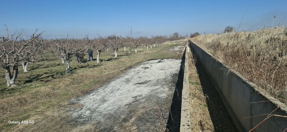 Яблоневый сад, кх