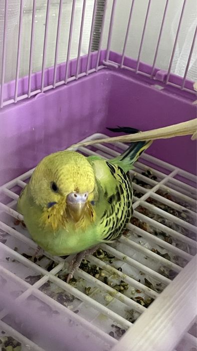Попугаи  с парами волнистые