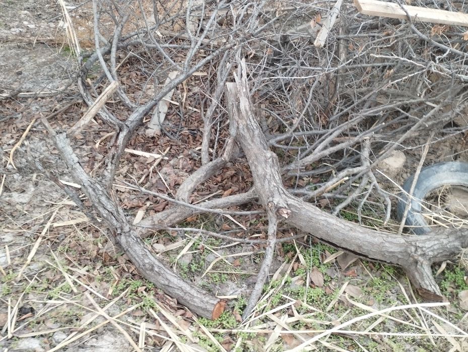 Продаю дрова хорошие состояние