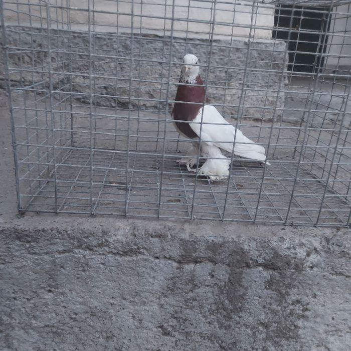 Капкан самец лет с игрой