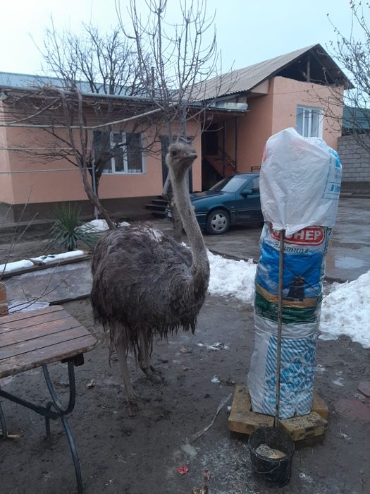 Страус самка 5 лет