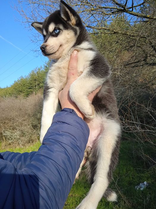 Сибирско хъски женско