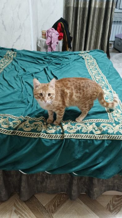 Отдам кота. Мальчик.