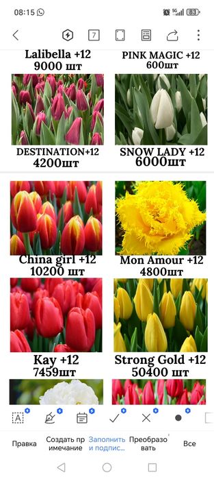 Тюльпаны голландский