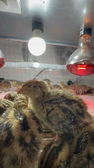 Vand pui de prepelita