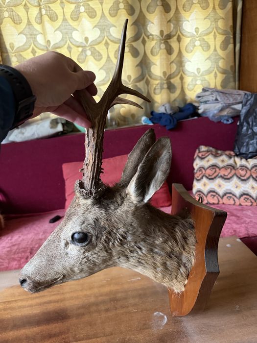 Препарирани сръндак и сърна