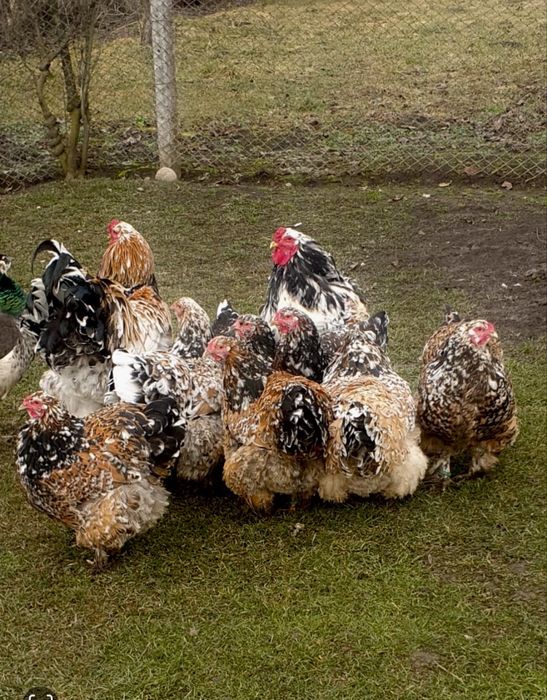 Ouă Brahma Porțelan