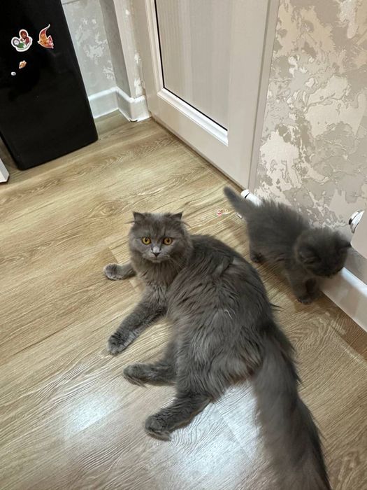 продаются скотш фолжы
