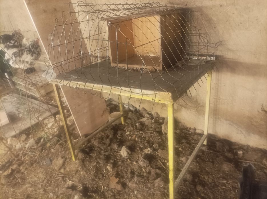 Қуйонлар сотилади пари билан