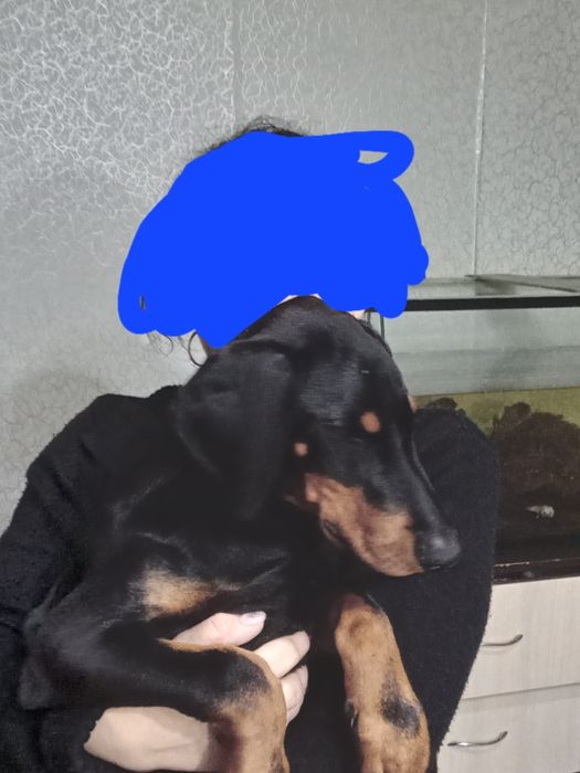 Продам Добермана