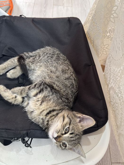 Пристраиваю котенка