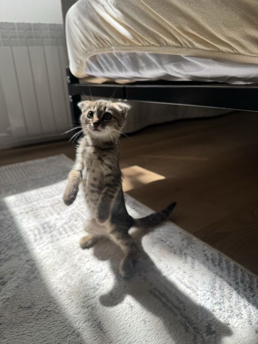 Отдам котенка девочку