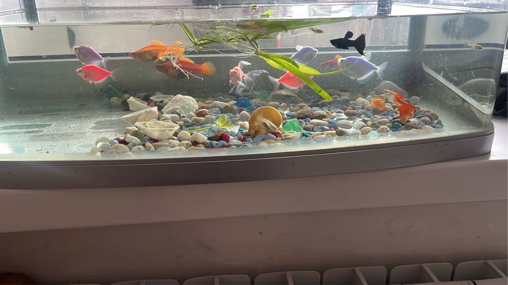 Аквариум с рыбками