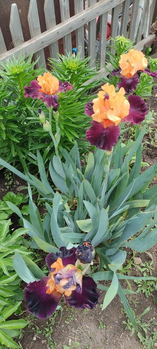 Цветы ирисы крупные