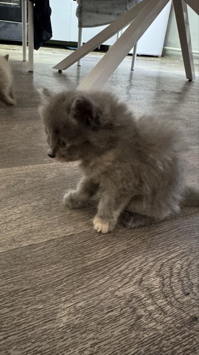Бесплатно Британский котята