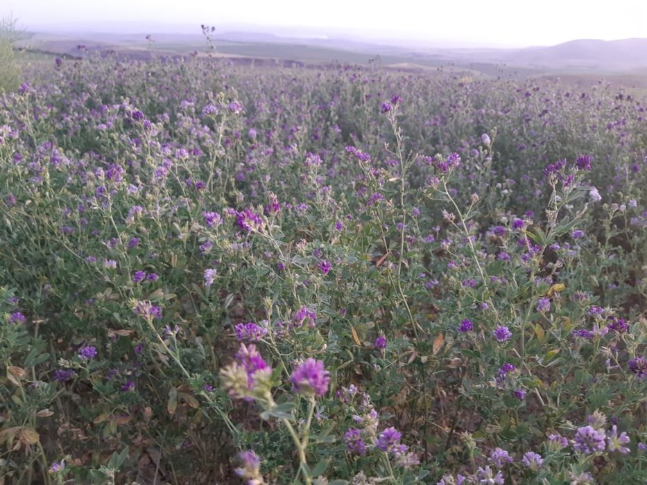 Семена люцерны магниченные