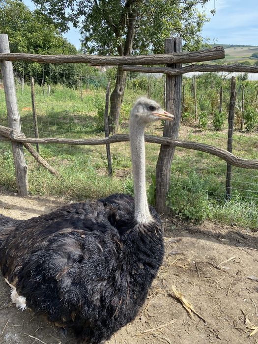 Struti maturi 2 masculi si 3 femele