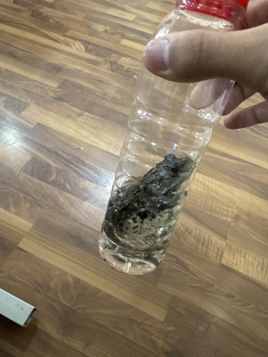 Живая легушка.