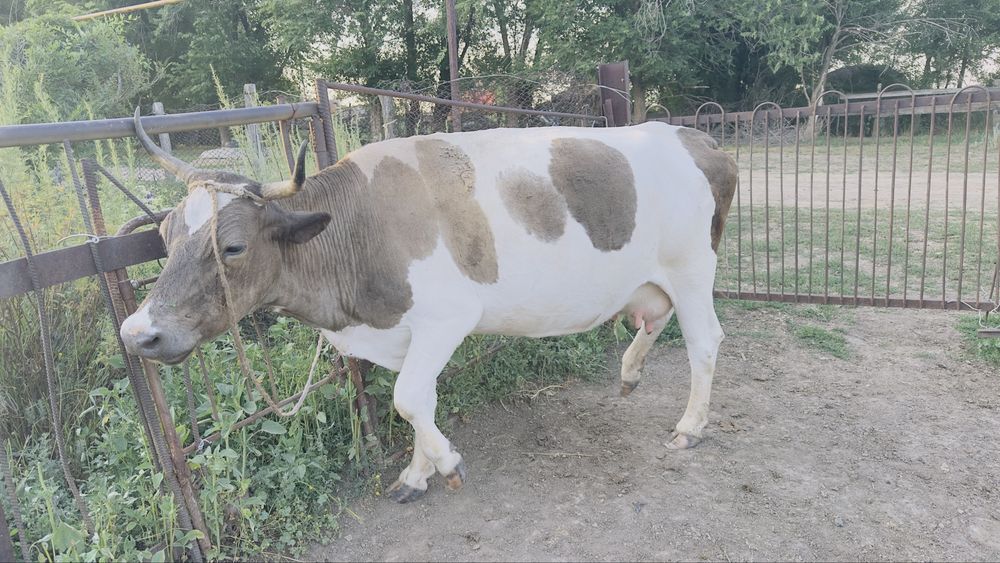 Продам дойную корову