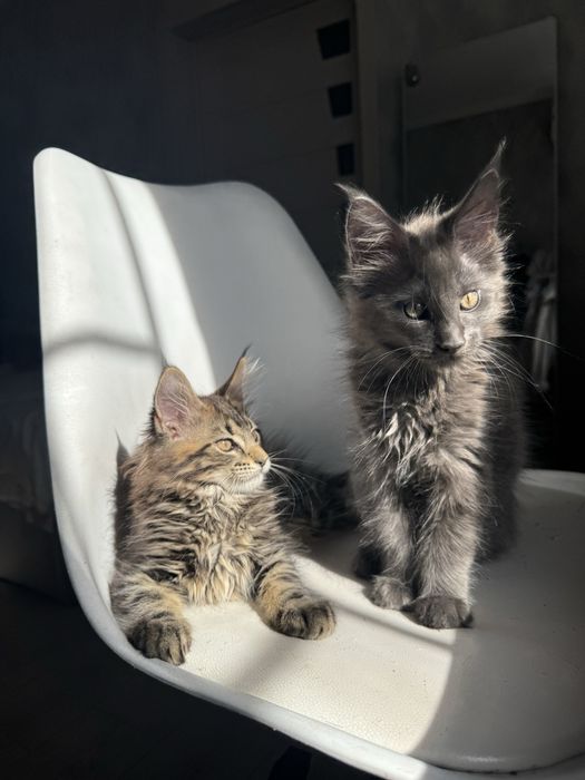 Котята породы Мэйн-кун