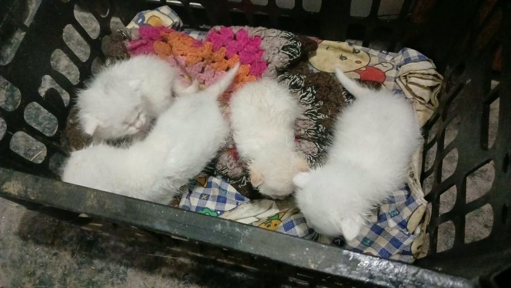 Отдам бесплатно 3 нед веселуха