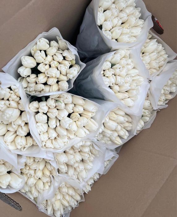 Тюльпаны оптом с теплицы