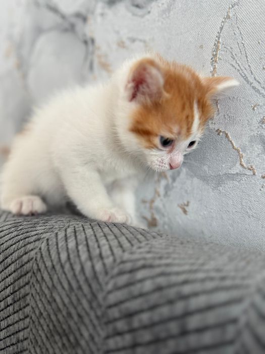 Отдам котят в добрые руки 2 девочки 2 мальчика