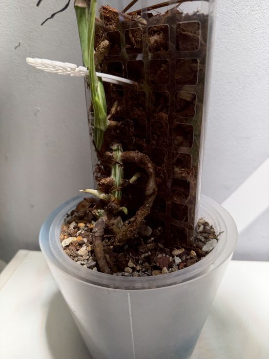 Монстера альба на тотеме