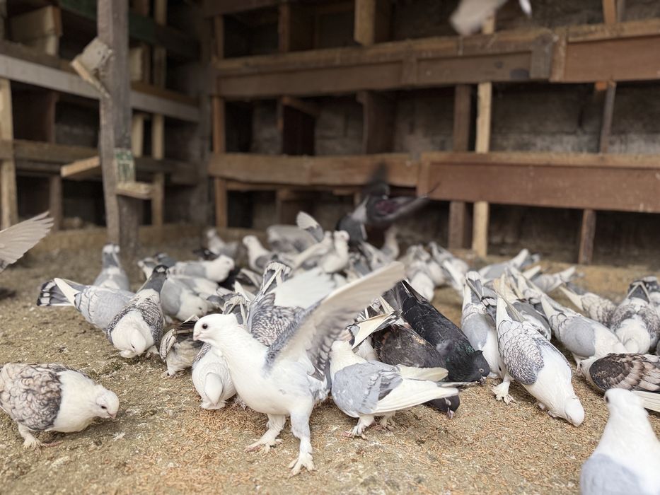 Porumbei Misirlii de vânzare – (Craiova )