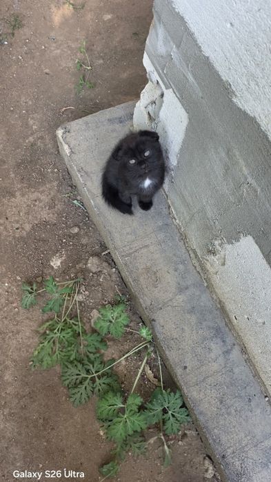Шотландский Котенок