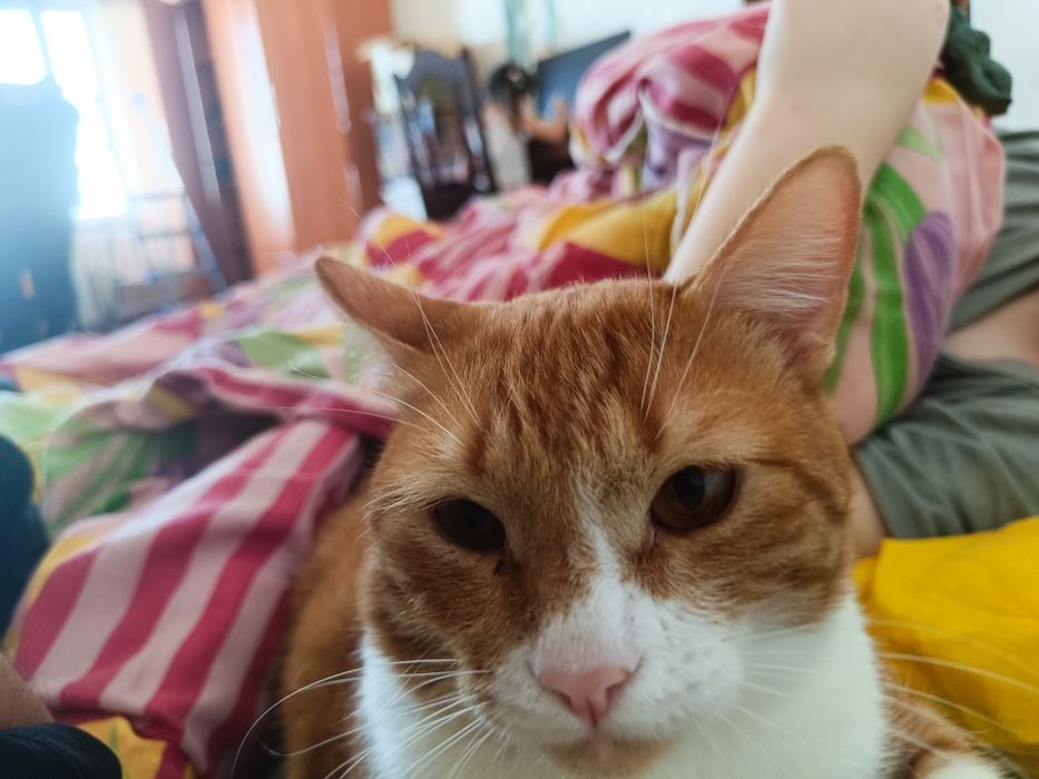 Отдаю рыжего кота
