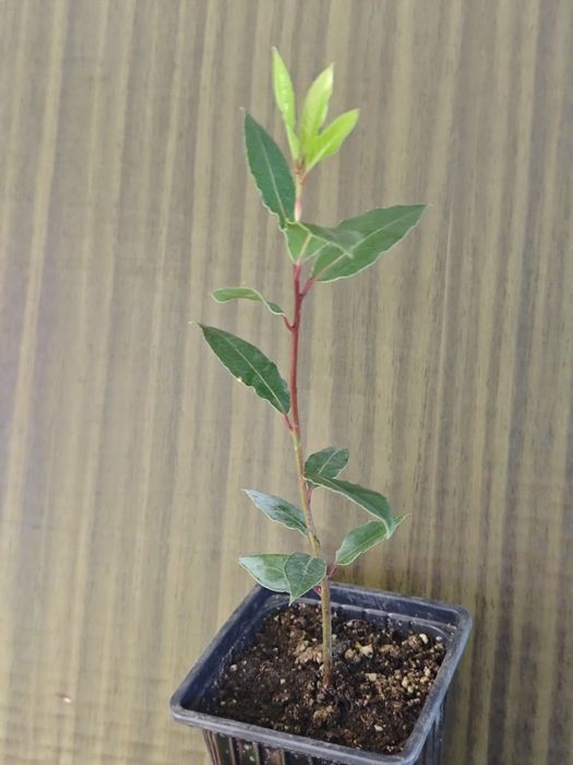 Продам лавровый лист